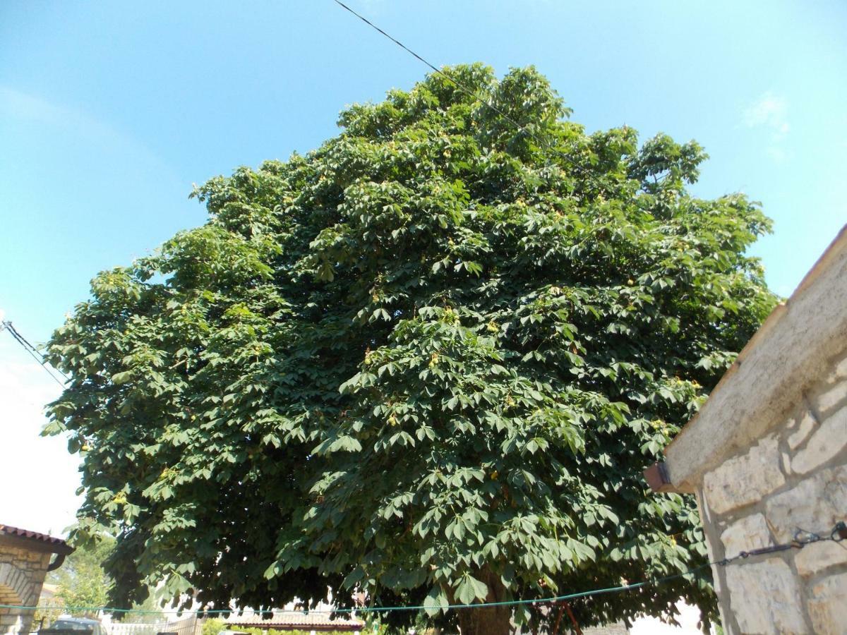 Apartment Duerose Buje Εξωτερικό φωτογραφία